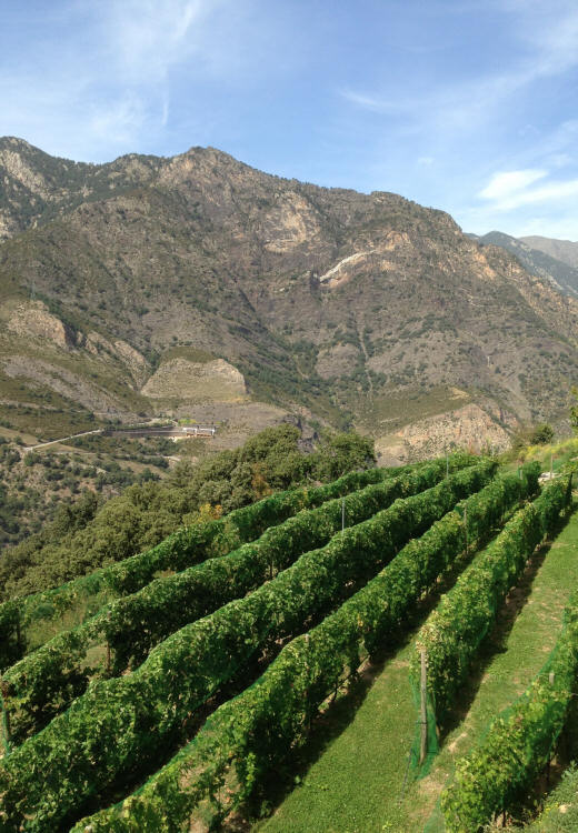 Cellers Casa Auvinyà, creación de vinos auvinya, andorra sant julia de loria